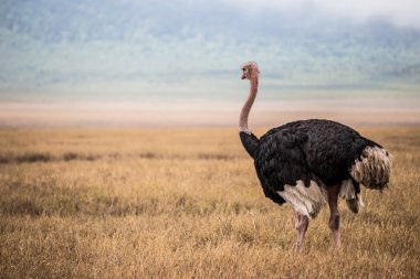 Büyük devekuşu Ngorongoro ulusal pa silueti bakarak