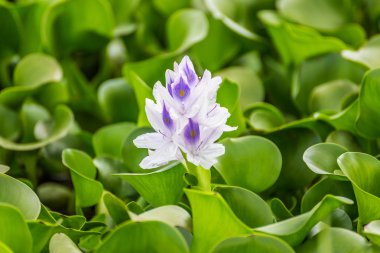 Flora Naivasha Gölü (Kenya)