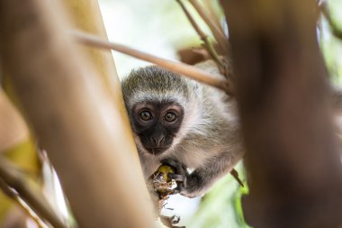 Bebek vervet maymun Amboseli na ağaçta oynamaya