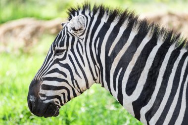 Zebra Nakuru Milli Parkı (Kenya yakın çekim görünümünde)