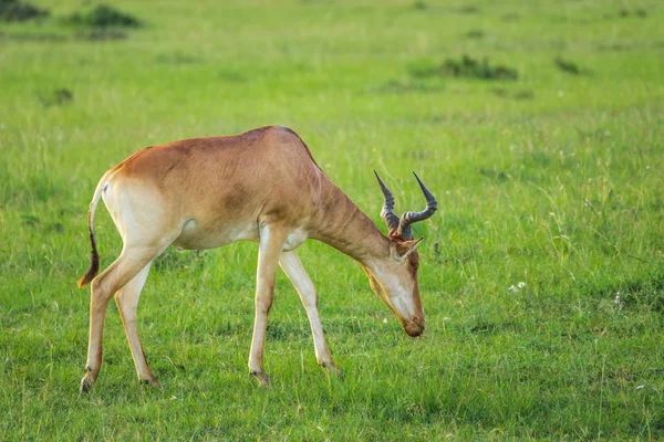 Hartebeest (antílope) pastando no parque nacional Maasai Mara  ( — Fotografia de Stock