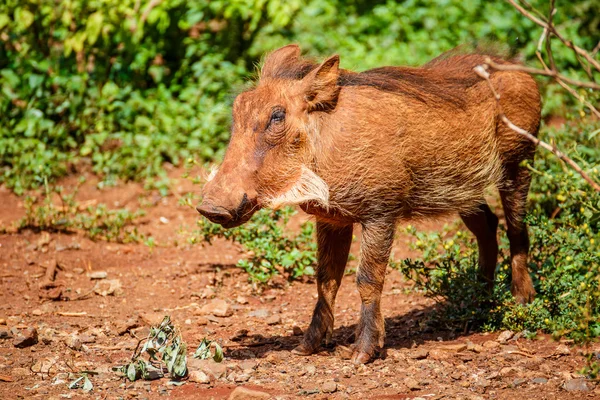 Warthog coming out of the bushes in the Maasai Mara national par — Stock Photo, Image