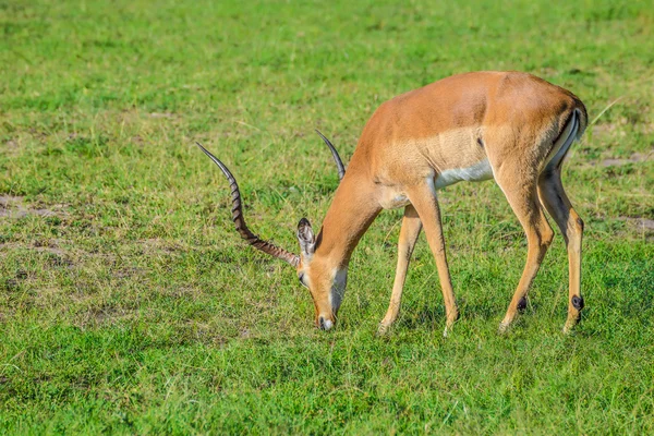Impala grazing in the Maasai Mara national park (Kenya) — Stock Photo, Image