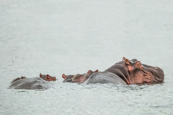 Hippo resting in a water of the Naivasha lake (Kenya) — Stock Photo, Image