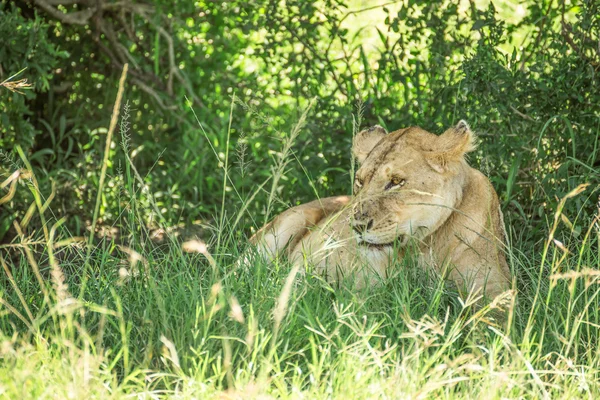 Lioness resting in the bushes in the Maasai Mara national park w