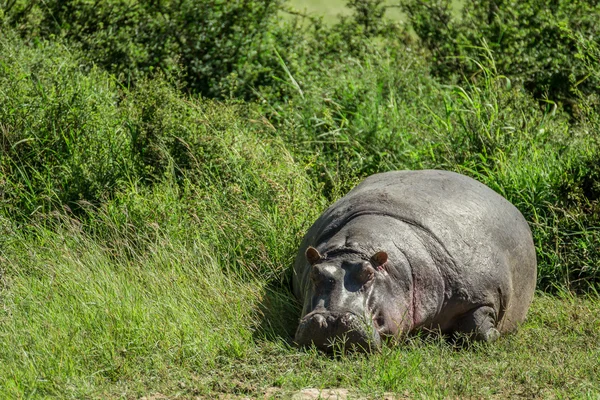 Hippo resting in the grass in the Maasai Mara national park (Ken — Stock Photo, Image
