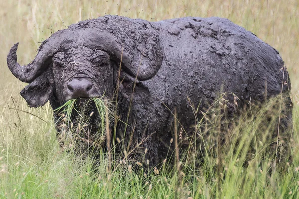 Dirty African buffalo chewing grass in the Maasai Mara national — Stock Photo, Image