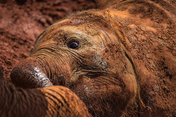 One of the many young orphant elephants playing in the mud in Sh — Stock Photo, Image