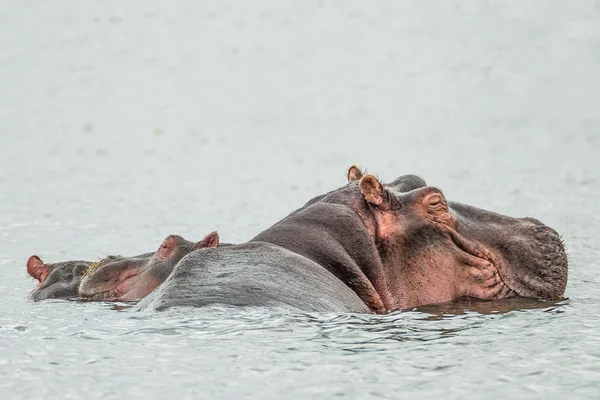 Hippo resting in a water of the Naivasha lake (Kenya) — Stock Photo, Image