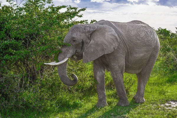 Big African elephant walking through the bushes in the Maasai Ma — Stock Photo, Image