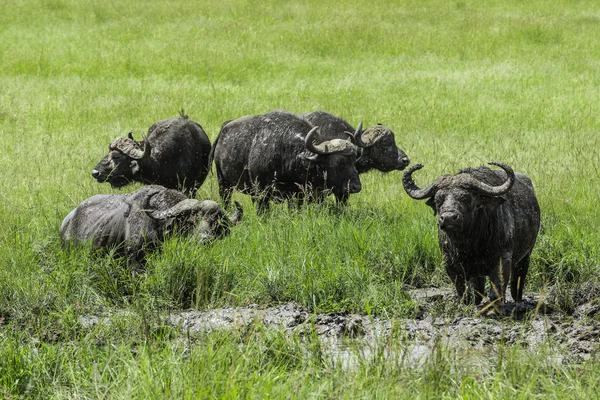 Group of African buffalos resting in the mud in the Maasai Mara — Stock Photo, Image