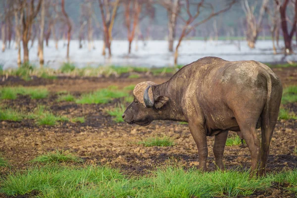 African buffalo near the Nakuru lake (Kenya) — Stock Photo, Image