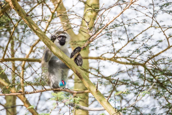 Macaco vervet jovem em uma árvore demonstrando sua genita colorida — Fotografia de Stock