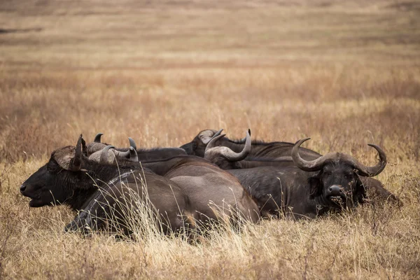 Group of African buffalos resting n the grass of the Ngorongoro — Stock Photo, Image