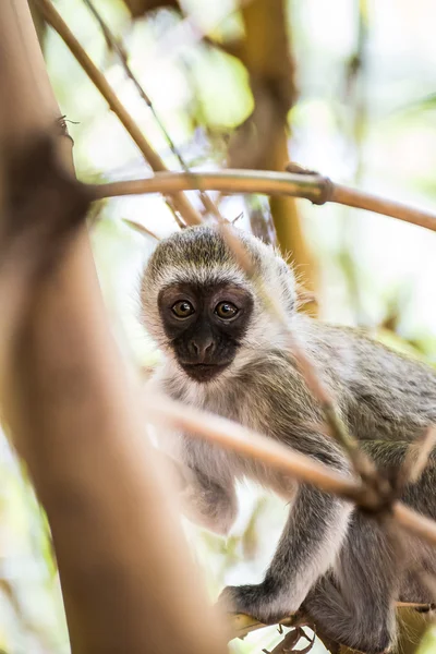 Bebek vervet maymun Amboseli na ağaçta oynamaya