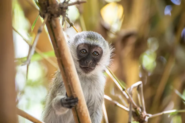 Bebek vervet maymun Amboseli na ağaçta oynamaya