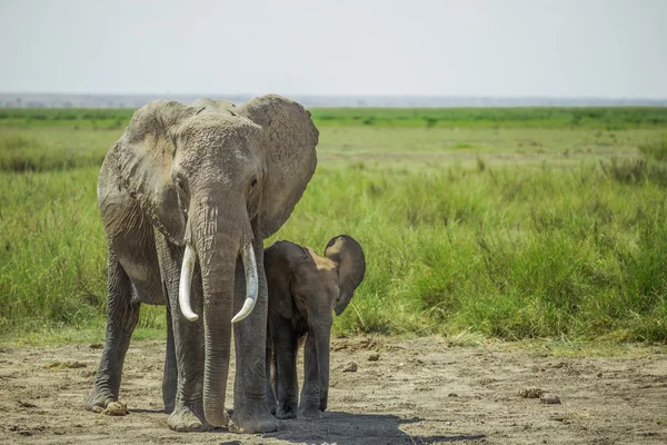 African female elephant and a baby elephant found in the Ambosel — Stock Photo, Image