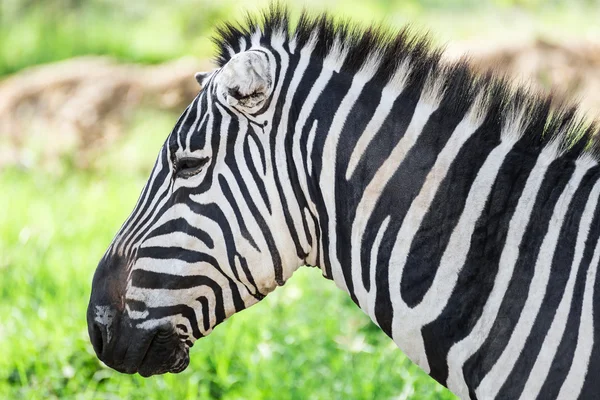 Zebra Nakuru Milli Parkı (Kenya yakın çekim görünümünde)