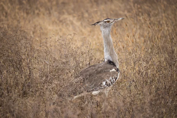 Kori bustard in the Ngorongoro national park (Tanzania) — Stock Photo, Image