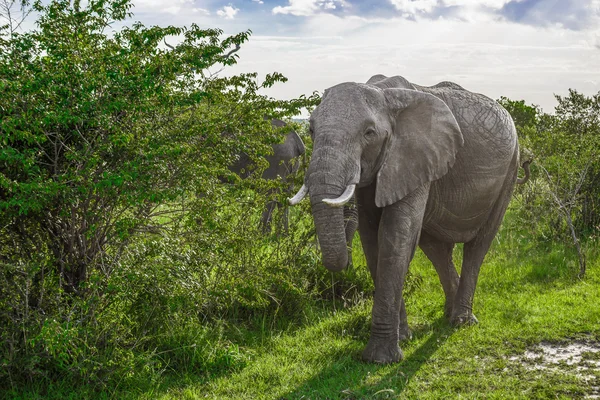 Big African elephant walking through the bushes in the Maasai Ma 로열티 프리 스톡 사진