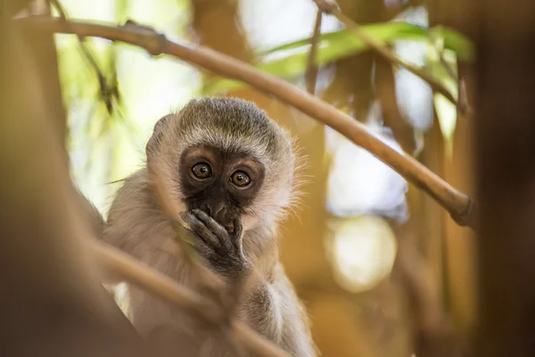 케냐 나에 나무에 사랑 스러운 아기 버 빗 원숭이 스톡 이미지