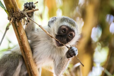Bebek vervet maymun Amboseli na ağaçta oynamaya