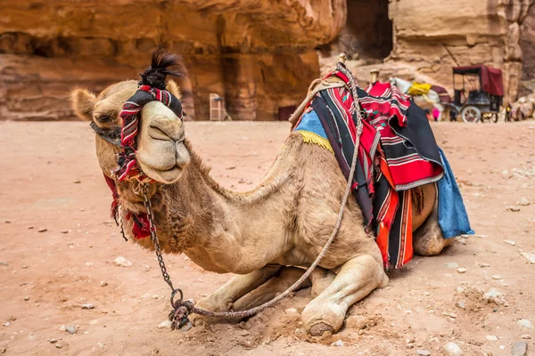 Cammello riposante nell'antica città di Petra (Giordania ) — Foto Stock