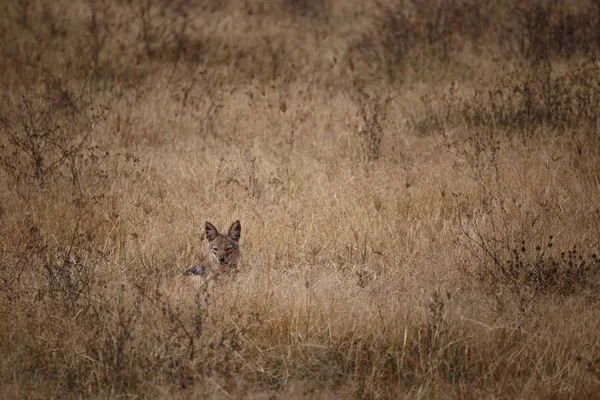 Des chacals observent leurs proies dans le parc national du Ngorongoro (Tanzanie) ) — Photo