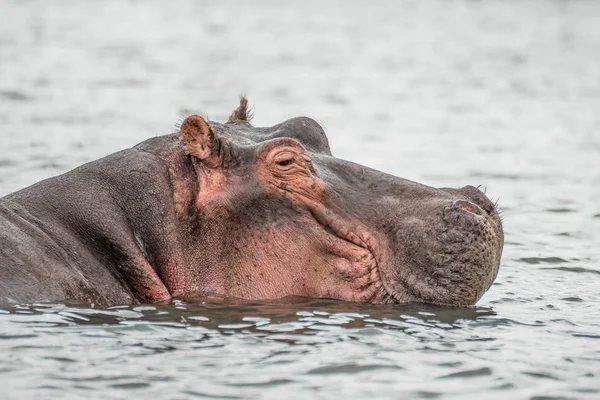 Hippo resting in a water of the Naivasha lake (Kenya) — Stock Photo, Image