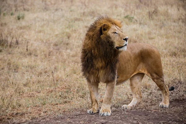 Vedere laterală a unui leu de sex masculin care urmărește prada în Ngorongoro — Fotografie, imagine de stoc