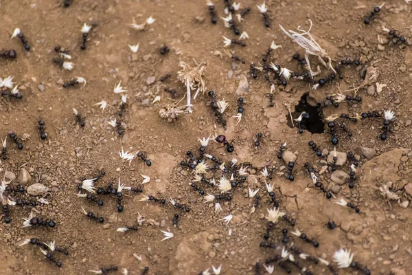 Dorylus 蚂蚁 （又名司机蚂蚁或 safari 蚂蚁或 siafu) — 图库照片