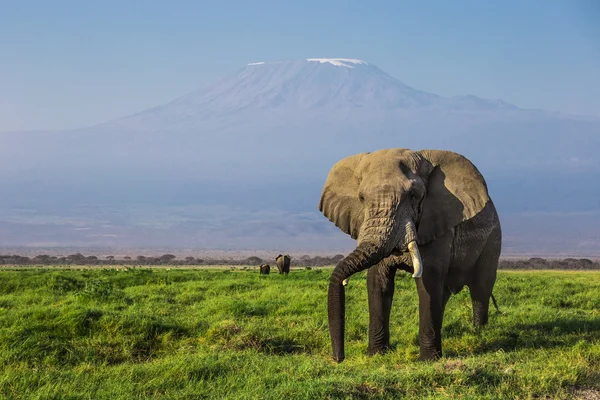 Big male African elephant with the mount Kilimanjaro in the back — Stock Photo, Image