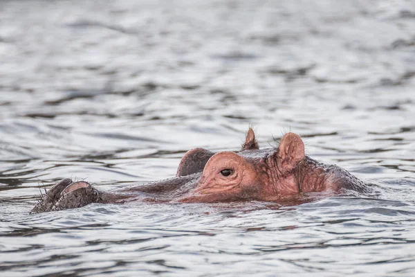 Hipona descansando em uma água do lago Naivasha (Quênia ) — Fotografia de Stock