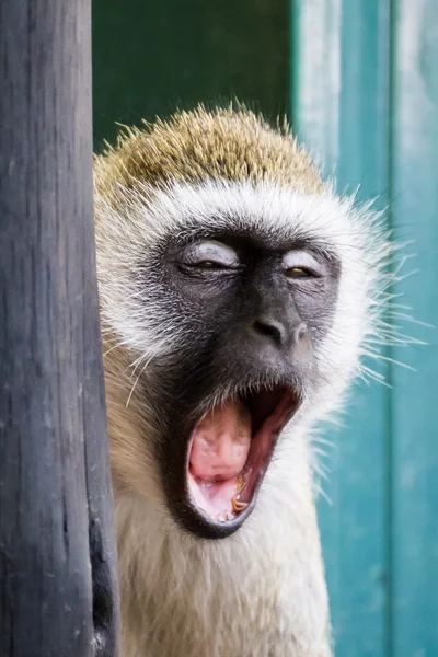 케냐 국립 공원 (케냐에서에서 하 품 하는 버 빗 원숭이) 스톡 이미지