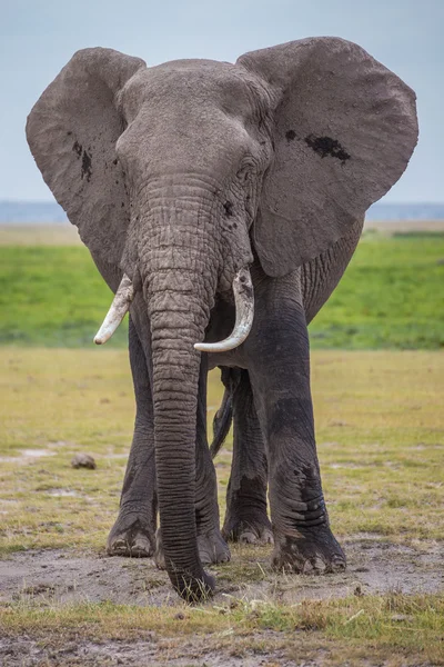 케냐 국립 공원 (케냐에에서 큰 남성 아프리카 코끼리) 로열티 프리 스톡 이미지