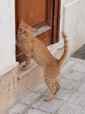 Kapıda kedi var.
