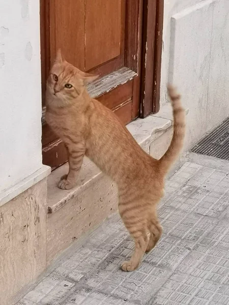 Kapıda kedi var.