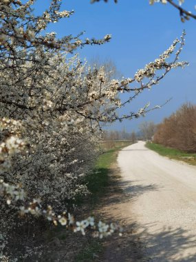 kır yolu yakınlarındaki yabani çalılar.