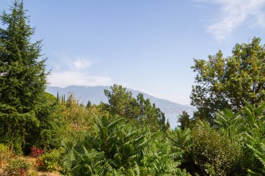 Yaz doğada Kırım'da deniz kenarında