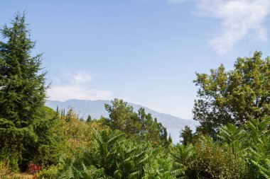 Yaz doğada Kırım'da deniz kenarında
