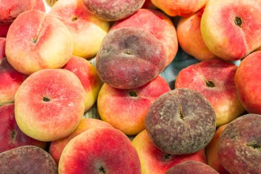 İçinde belgili tanımlık çarşı düz şeftali