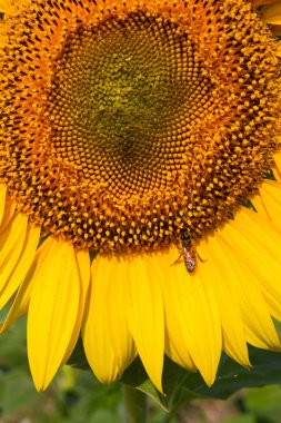 Ayçiçeği alanında yaz aylarında olgunlaşır