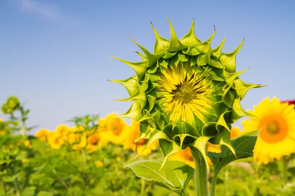 Słoneczniki na polu dojrzewają w okresie letnim — Zdjęcie stockowe