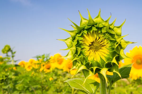 Sunflowers on the field ripen during the summer — Stock Photo, Image