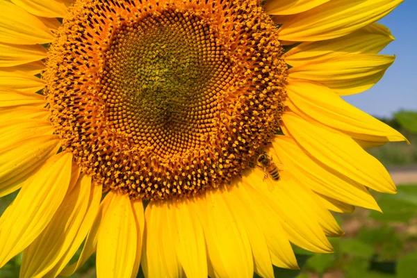 Соняшники на полі дозрівали влітку — стокове фото