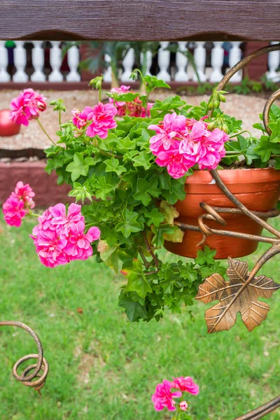 Розовые цветы на улице в горшках летом герань — стоковое фото