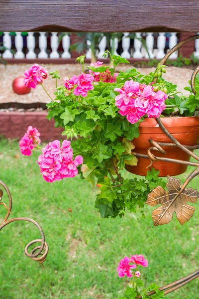 Flores rosadas afuera en macetas en geranio de verano — Foto de Stock