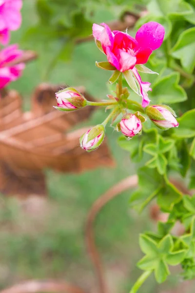 Różowe kwiaty na zewnątrz w doniczkach w lecie geranium — Zdjęcie stockowe
