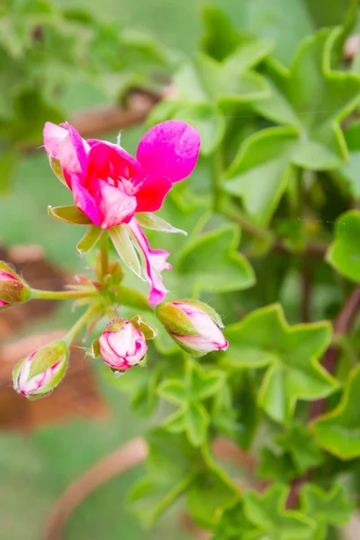 Flores rosadas afuera en macetas en geranio de verano —  Fotos de Stock