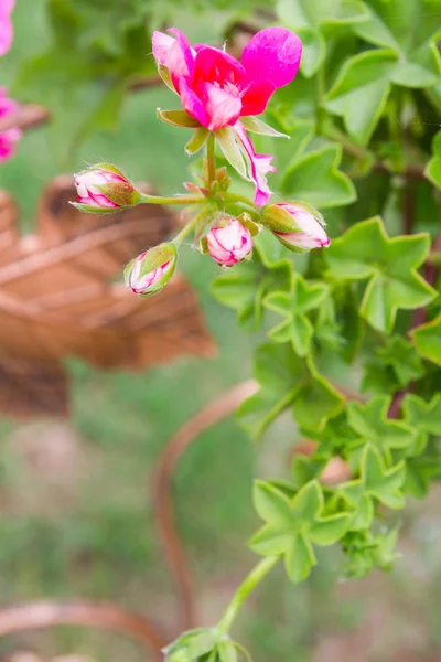 Różowe kwiaty na zewnątrz w doniczkach w lecie geranium — Zdjęcie stockowe